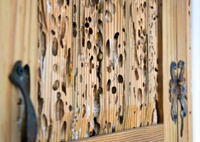 Complete Summary of Shashel Wood Treatment System