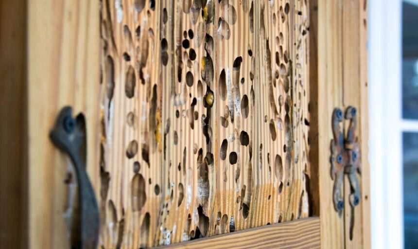 Complete Summary of Shashel Wood Treatment System