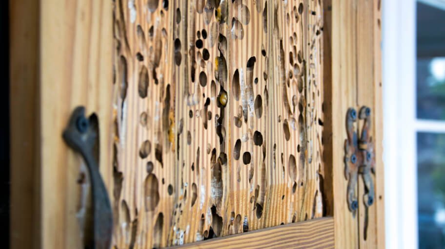Complete Summary of Shashel Wood Treatment System